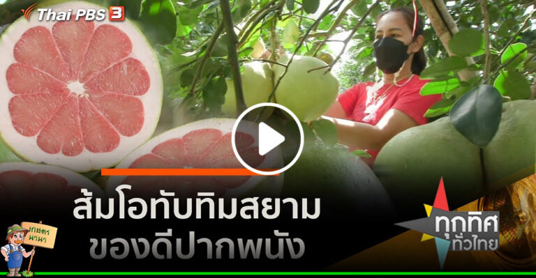 คลิป – ส้มโอ “ทับทิมสยาม” ของดีปากพนัง จ.นครศรีธรรมราช : อาชีพทั่วไทย