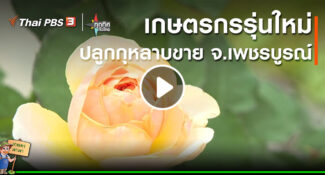 คลิป – เกษตรกรรุ่นใหม่ปลูกกุหลาบขาย จ.เพชรบูรณ์ : อาชีพทั่วไทย