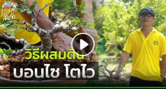 คลิป – เคล็ดลับ ผสมดินปลูกบอนไซ สูตรโตไว แข็งแรง ขายได้ราคาดี