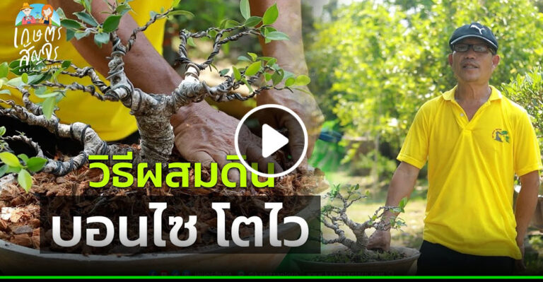 คลิป – เคล็ดลับ ผสมดินปลูกบอนไซ สูตรโตไว แข็งแรง ขายได้ราคาดี