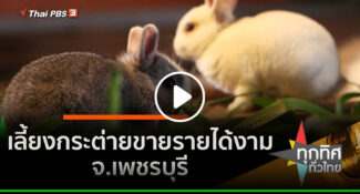 คลิป – เลี้ยงกระต่ายขๅยรายได้งาม จ.เพชรบุรี : อาชีพทั่วไทย