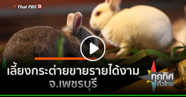 คลิป – เลี้ยงกระต่ายขๅยรายได้งาม จ.เพชรบุรี : อาชีพทั่วไทย