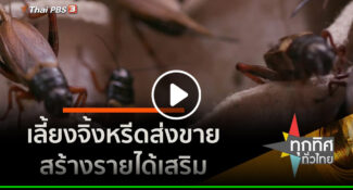 คลิป – เลี้ยงจิ้งหรีดส่งขายสร้างรายได้เสริม อาชีพทั่วไทย