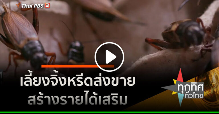 คลิป – เลี้ยงจิ้งหรีดส่งขายสร้างรายได้เสริม อาชีพทั่วไทย