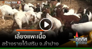 คลิป – เลี้ยงแพะเนื้อสร้างรายได้เสริม จ.ลำปาง : อาชีพทั่วไทย