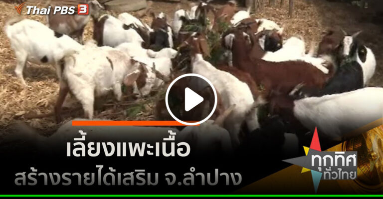 คลิป – เลี้ยงแพะเนื้อสร้างรายได้เสริม จ.ลำปาง : อาชีพทั่วไทย