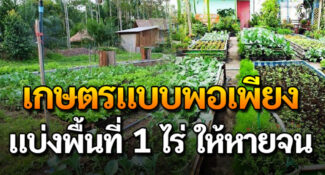 คลิป – 1 ไร่ หายจน แนวทางทำเกษตรผสมผสาน แบบพอเพียง