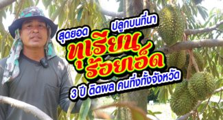 คลิป – ทุเรียนเมืองร้อยเอ็ด ปลูกบนที่นา 3 ปี ติดผล คนทึ่งทั้งจังหวัด