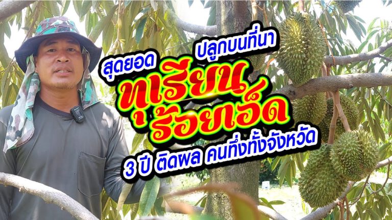 คลิป – ทุเรียนเมืองร้อยเอ็ด ปลูกบนที่นา 3 ปี ติดผล คนทึ่งทั้งจังหวัด