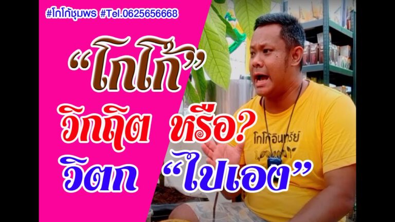 คลิป – วิกฤิตโกโก้หรือวิตกกันไปเอง จริงหรือเปล่าคิดเอาเองนะ