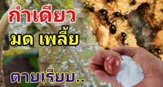 คลิป – วิธีกำจัด มด เพลี้ย แบบง่ายๆ สูตรนี้ตายเรียบแบบถาวร