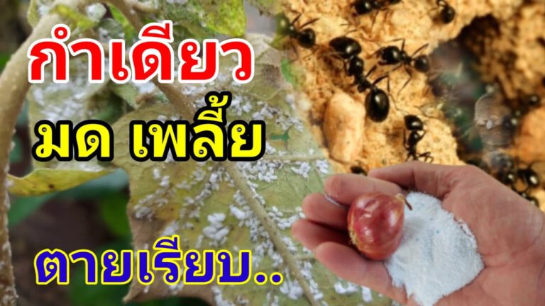 คลิป – วิธีกำจัด มด เพลี้ย แบบง่ายๆ สูตรนี้ตายเรียบแบบถาวร