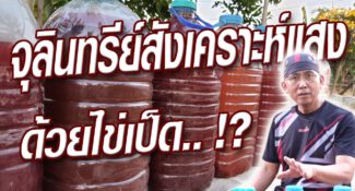 คลิป – วิธีทำจุลินทรีย์สังเคราะห์แสง ด้วยไข่เป็ด