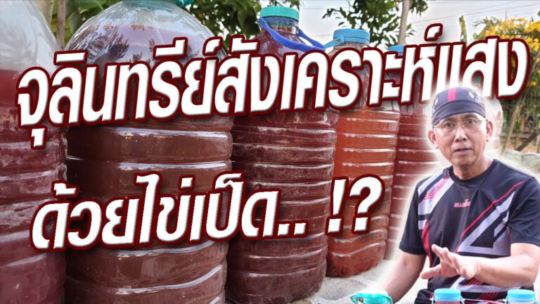 คลิป – วิธีทำจุลินทรีย์สังเคราะห์แสง ด้วยไข่เป็ด