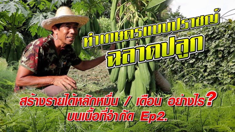 คลิป – สร้างรายได้หลักหมื่นต่อเดือนอย่างไร บนพื้นที่จำกัด