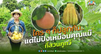 คลิป – สวนมะนาวแปลก ที่รวบรวมสายพันธุ์มะนาวไว้ทั่วโลก สวนมะนาวภูทวี