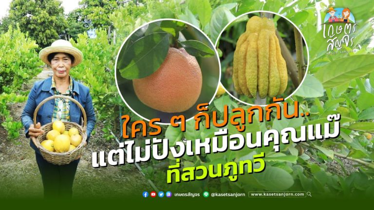 คลิป – สวนมะนาวแปลก ที่รวบรวมสายพันธุ์มะนาวไว้ทั่วโลก สวนมะนาวภูทวี