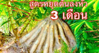 คลิป – สูตรหยุดต้นลงหัวทำได้จริง มันสำปะหลัง มันฯนาให้ทางดิน 1 รอบบางๆให้ฮอร์โมนทางใบ 3 – 4 รอบ