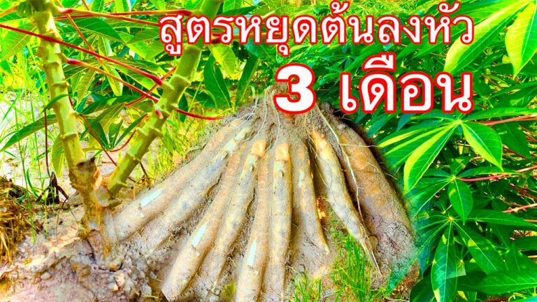 คลิป – สูตรหยุดต้นลฃหัวทำได้จริง มันสำปะหลังมันฯนาให้ทางดิน 1 รอบบางๆให้ฮอร์โมนทางใบ 3 – 4 รอบ