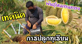 คลิป – ห้ามพลาด การปลูกทุเรียน เคล็ดลับและเทคนิคต่างๆ กับพี่อ้น อ.ลับแล จ.อุตรดิตถ์