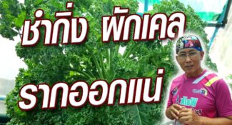 คลิป-วิธีชำผักเคล จากกิ่งแขนง ด้วยวิธีปักชำ และวิธีชำน้ำ ง่ายมาก