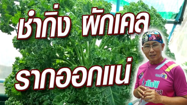 คลิป-วิธีชำผักเคล จากกิ่งแขนง ด้วยวิธีปักชำ และวิธีชำน้ำ ง่ายมาก