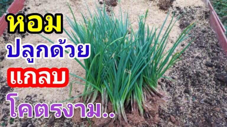 คลิป-วิธีปลูกต้นหอม ปลูกแบบนี้ แตกเร็วโคตรงาม