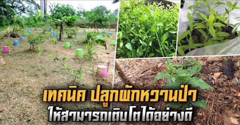 4 เทคนิควิธีปลูกผักหวานป่าให้เกิดง่าย โตไว รอดตายทุกต้น และ โตไว ด้วยวิธีธรรมชาติแบบง่ายๆ