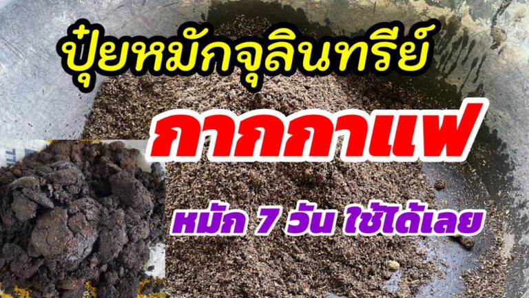 คลิป-​สูตรปุ๋ยหมักจุลินทรีย์กากกาแฟ ปุ๋ยดีมีไนโตรเจนสูง ช่วยเร่งให้พืชเจริญเติบโตได้ดี