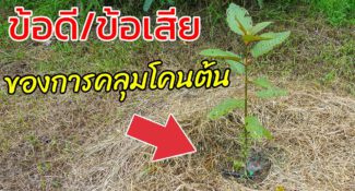 คลิป-เชื่อหรือไม่? การคลุมโคนต้นผิดวิธีก็มีข้อเสียเหมือนกัน