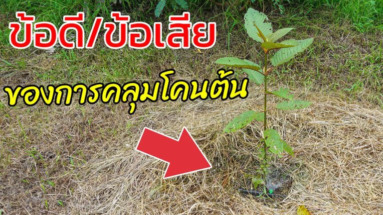 คลิป-เชื่อหรือไม่? การคลุมโคนต้นผิดวิธีก็มีข้อเสียเหมือนกัน