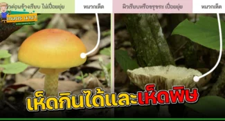 ความรู้เรื่อง ‘เห็ด’ เห็ดกินได้และเห็ดพิษ ดูอย่างไร ?