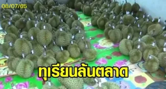 คลิป-‘ทุเรียนภูเขาไฟ’ ล้นตลาด! ชาวสวนจำใจขายส่งล้ง สูญรายได้กว่า 10 ล้าน