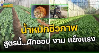 น้ำหมักชีวภาพ สูตรนี้…ผักชอบ ผักงามทั้งแปลง ผักแข็งแรงไร้แมลงรบกวน