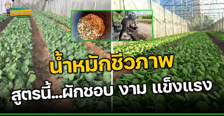 น้ำหมักชีวภาพ สูตรนี้…ผักชอบ ผักงามทั้งแปลง ผักแข็งแรงไร้แมลงรบกวน