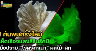 ใหม่!! เห็ดเรืองแสงสิรินรัศมี มือปราบพิฆาตโรครากเน่า และโคนเน่าในทุเรียน พืชผัก ผลไม้อื่นๆ