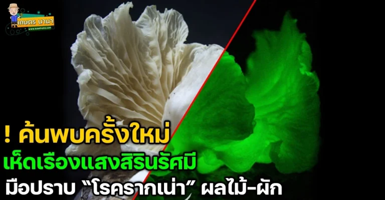 ใหม่!! เห็ดเรืองแสงสิรินรัศมี มือปราบพิฆาตโรครากเน่า และโคนเน่าในทุเรียน พืชผัก ผลไม้อื่นๆ