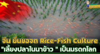 จีน ยื่นขอจด “Rice-Fish Culture” เป็นมรดกเกษตรโลก เลี้ยงปลาในนาข้าว