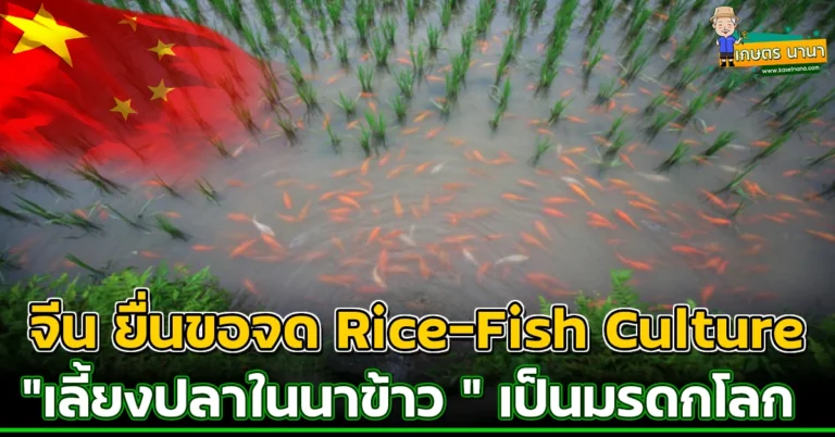 จีน ยื่นขอจด “Rice-Fish Culture” เป็นมรดกเกษตรโลก เลี้ยงปลาในนาข้าว