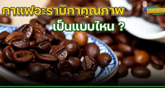 มาทำความรู้จัก ‘กาแฟอะราบิกาคุณภาพ’ กันเถอะ