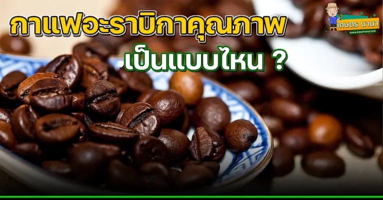 มาทำความรู้จัก ‘กาแฟอะราบิกาคุณภาพ’ กันเถอะ