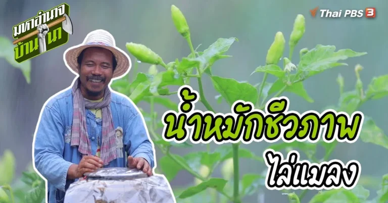 วิธีทำน้ำหมักชีวภาพไล่แมลง | สูตรลับฉบับบ้านนา (มีคลิป)