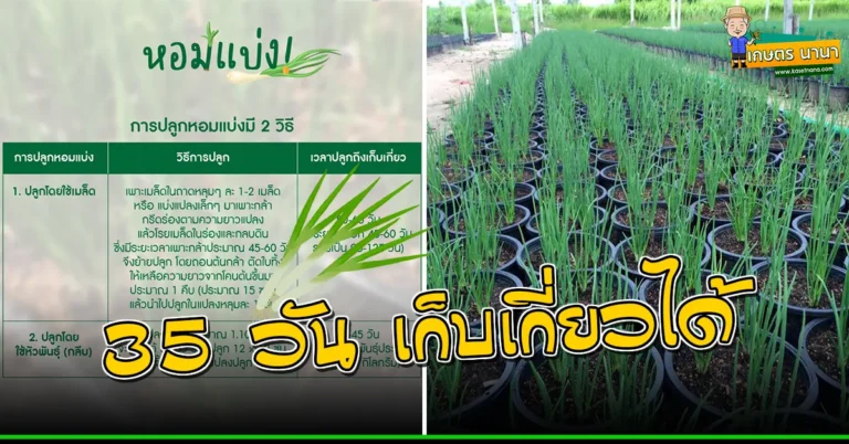 วิธีปลูกต้นหอม 35 วัน เก็บเกี่ยวได้