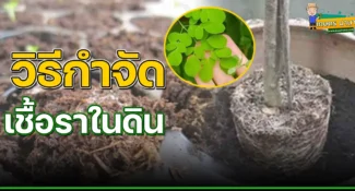 วิธีแก้ปัญหาเชื้อราในดิน ให้หมดไปจากสวน