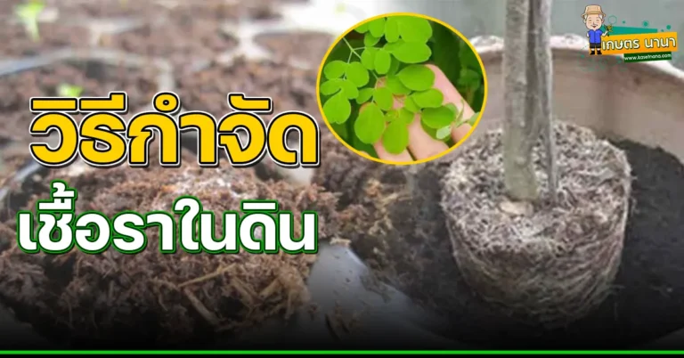 วิธีแก้ปัญหาเชื้อราในดิน ให้หมดไปจากสวน