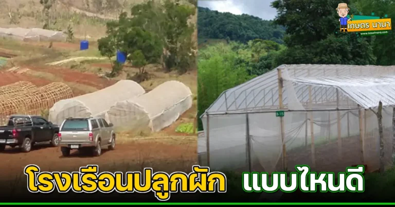 สร้างโรงเรือนปลูกผัก แบบไหนดี