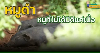 หมูดำ หมูที่ไม่ได้มีดีแค่เนื้อ ?