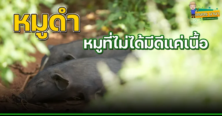 หมูดำ หมูที่ไม่ได้มีดีแค่เนื้อ ?