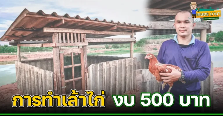 ไอเดีย การทำเล้าไก่แบบเรียบง่าย ด้วยงบ 500