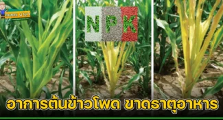 N P K ธาตุอาหารที่จำเป็นสำหรับข้าวโพด และอาการขาดธาธุอาหาร